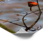 Poster Quand un cardinal apparaît, photographier (Coin)