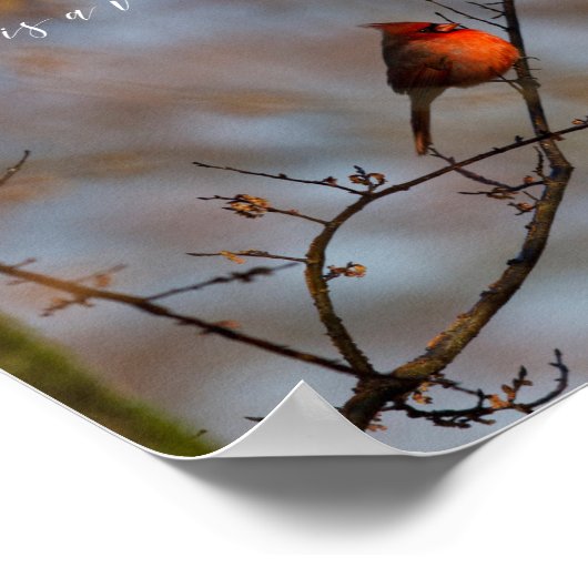 Poster Quand un cardinal apparaît, photographier (Coin)