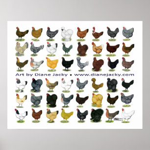 Poster Quarante-huit Hen Promo