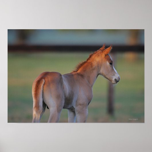 Poster Quart Horse Foin (Devant)