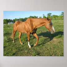 Quart Horse Gelding