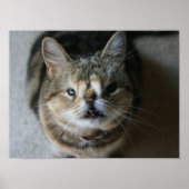 Poster Quasi "Feed Me" (Devant)