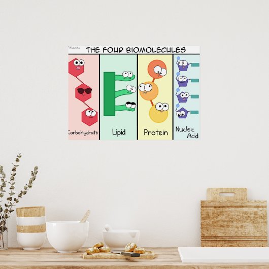 Poster Quatre biomolécules (Cuisine)