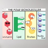 Poster Quatre biomolécules (Devant)