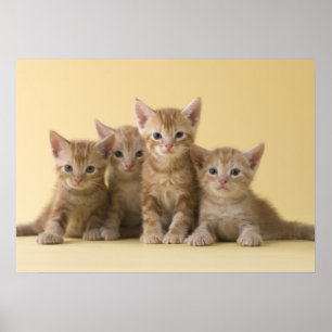 Poster Quatre chatons à air court américains