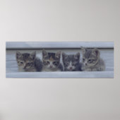 Poster Quatre chatons endormis dans une rangée (Devant)