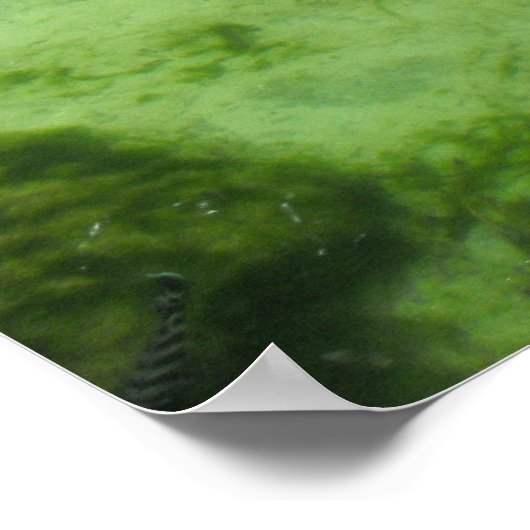 Poster Quatre crocodiles (Coin)