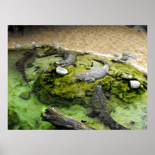 Poster Quatre crocodiles (Devant)