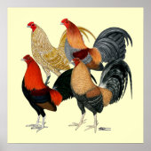 Poster Quatre gamecocks (Devant)