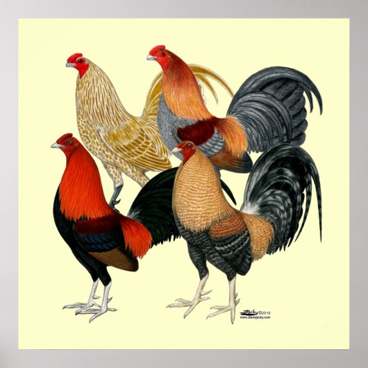Poster Quatre gamecocks (Devant)