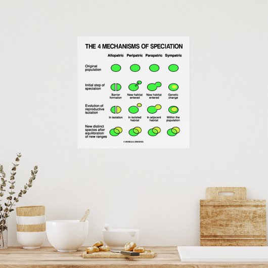 Poster Quatre Mécanismes D'Évolution Des Spécifications (Cuisine)