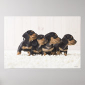 Poster Quatre Mini Dachshund (Devant)