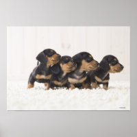 Quatre Mini Dachshund