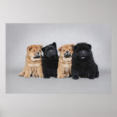 Poster Quatre petits chiots de Chow (Devant)