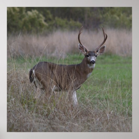 Poster Quatre pointeurs Big Buck (Devant)