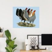 Poster Quatre poules de combat (Bureau à domicile)