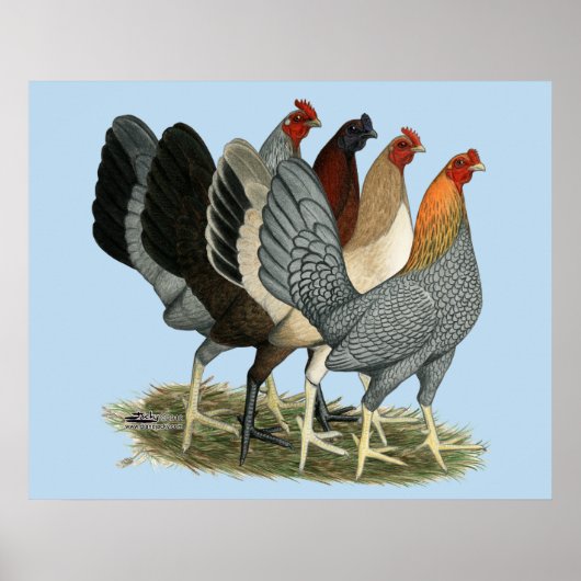 Poster Quatre poules de combat (Devant)
