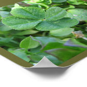 Poster Quatre trèfle (Coin)