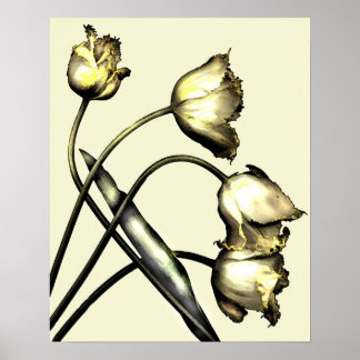 Poster Quatre tulipes no 2