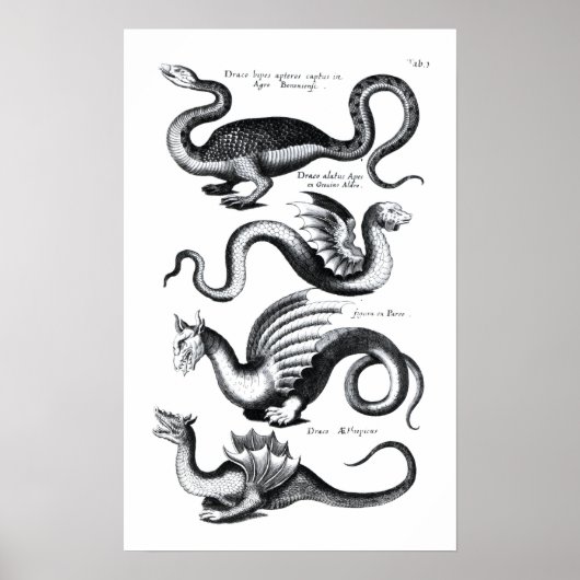 Poster Quatre types de dragon (Devant)