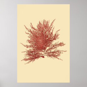 Poster Quatrième pressé d'original d'algue de quatre