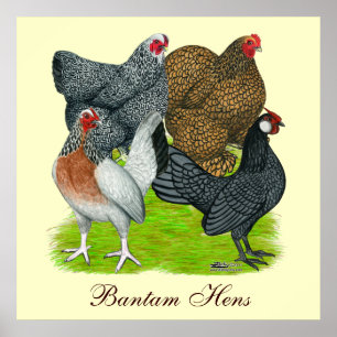 Poster Quatuor Bantam Hen, Bantam Hens