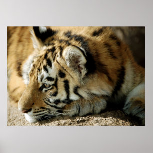 Poster Que puis-je faire ensuite ?