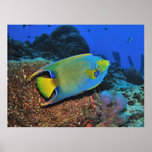 Poster Queen Angelfish on the Reef