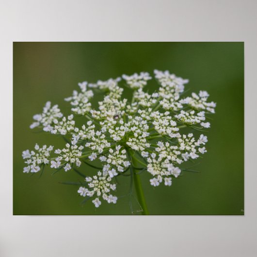 Poster Queen Anne's Lace (Devant)