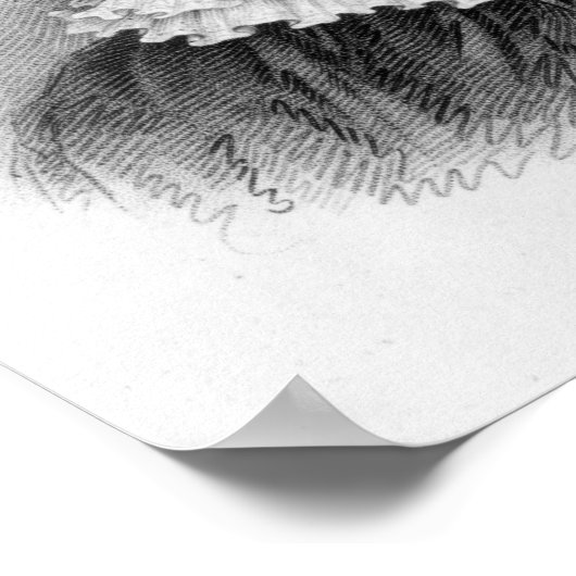 Poster Queen Charlotte, c.1818 (Coin)