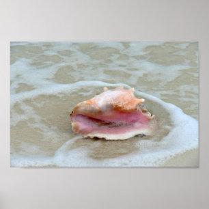 Poster Queen Conch dans le Surf, Bahamas