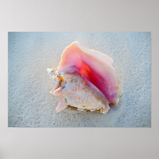 Poster Queen Conch Shell on Bahamas Beach (Devant)