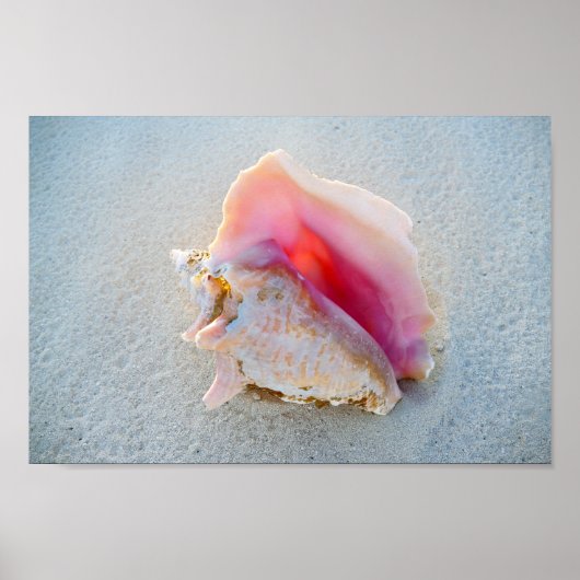Poster Queen Conch Shell on Bahamas Beach (Devant)