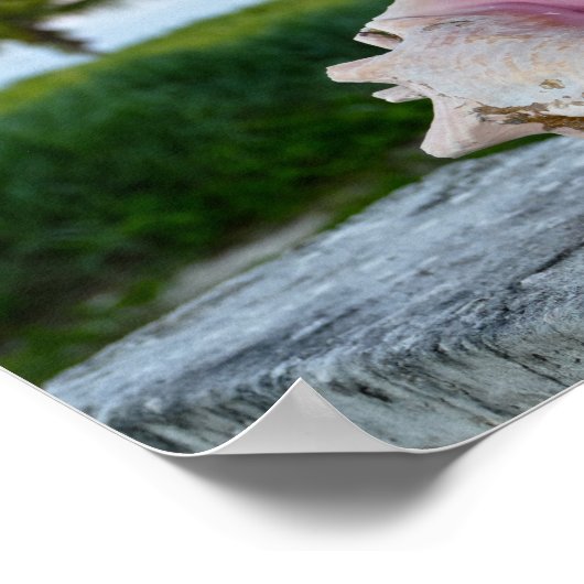Poster Queen Conch Shell sur un mur, Bahamas (Coin)