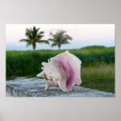 Poster Queen Conch Shell sur un mur, Bahamas (Devant)