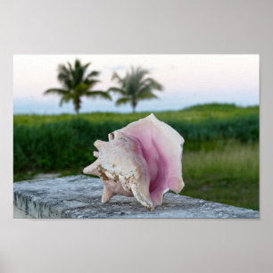 Poster Queen Conch Shell sur un mur, Bahamas