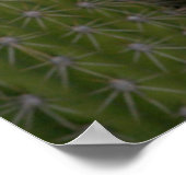 Poster Queen Of The Night Cactus Flower, région de Karoo (Coin)