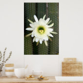 Poster Queen Of The Night Cactus Flower, région de Karoo (Cuisine)