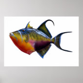 Poster Queen Trigger Fish (Devant)