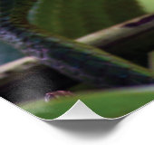 Poster Quel monde fou - Un Lizard spécial (Coin)