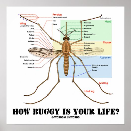 Poster Quelle Buggy Est Votre Vie ? Humour d'anatomie des (Devant)