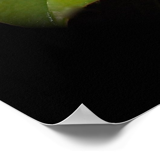 Poster Quelque chose du sud (Coin)