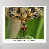 Poster Quels grands yeux tu as...... ... (Devant)