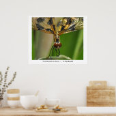 Poster Quels grands yeux tu as...... ... (Cuisine)