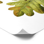 Poster Quercus pedunculata (chêne anglais) (Coin)