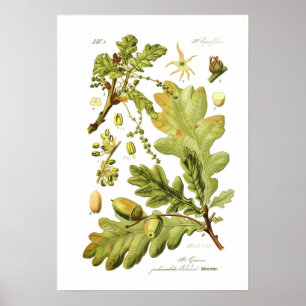 Poster Quercus pedunculata (chêne anglais)