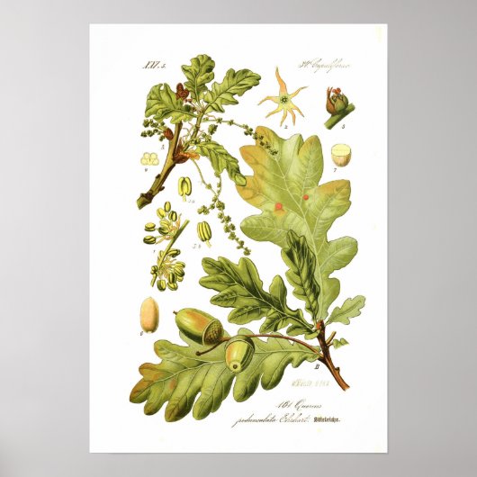 Poster Quercus pedunculata (chêne anglais) (Devant)
