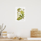 Poster Quercus pedunculata (chêne anglais) (Cuisine)