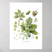Poster Quercus sessiliflora (chêne de Sessile) (Devant)
