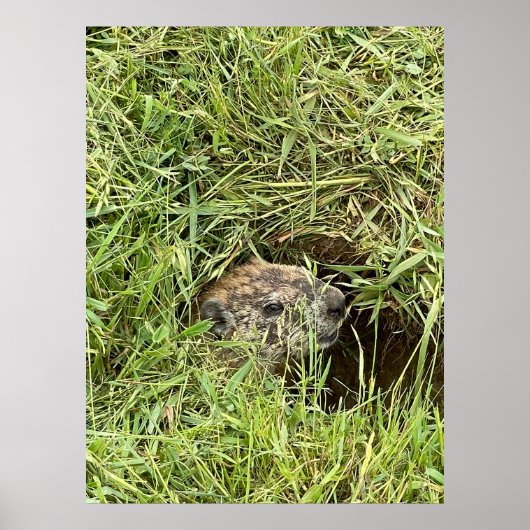 Poster Qu'est-ce qui se passe? (Devant)